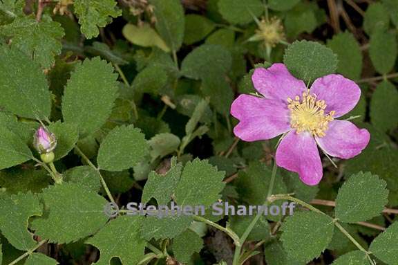 rosa bridgesii 2 graphic